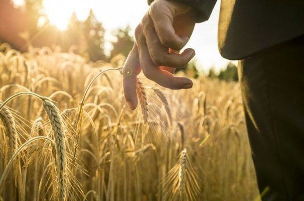 До кінця місяця новий законопроект про агрострахування буде внесено до ВРУ — Висоцький 