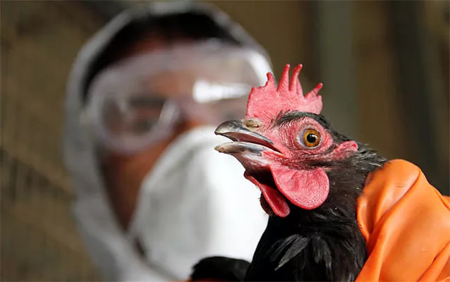 Спалах пташиного грипу на Миколаївщині може вплинути на експорт курятини — МХП  
