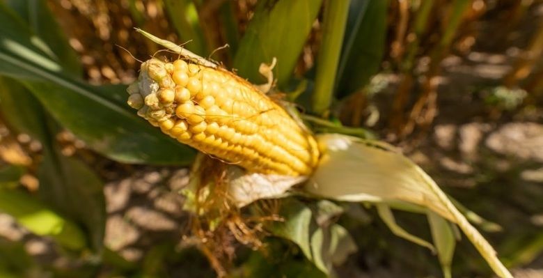 Аналітики USDA спрогнозували паління ціни на кукурудзу