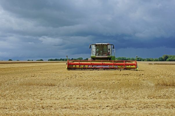 Аналітики прогнозують ріст виробництва зернових та олійних 