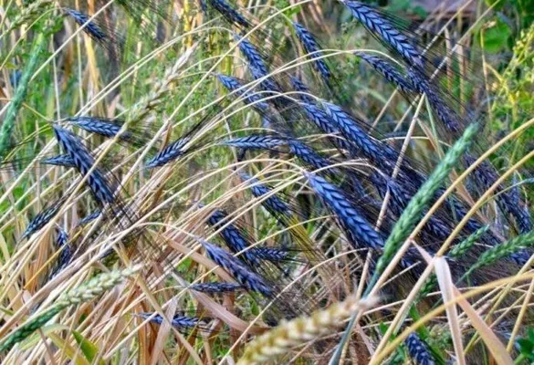 На Хмельниччині вирощуватимуть чорну і синю пшеницю