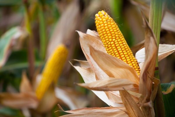 Компанія LNZ назвала найпродуктивніші гібриди кукурудзи для посушливих регіонів