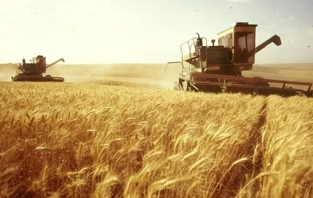 Експорт української пшениці в листопаді впав