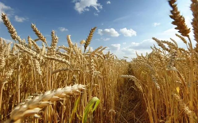Ціни на українську пшеницю пішли вгору