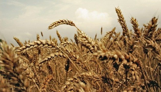 Ціни на зернові та олійні в Україні - огляд за тиждень