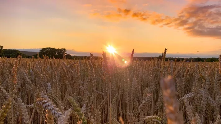 В Україні поменшало пшениці