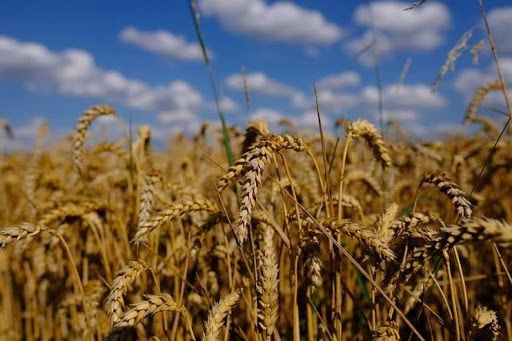 Оцінка виробництва пшениці в Канаді підвищена на 1 млн тонн