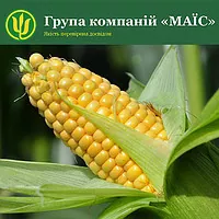 Гибриды кукурузы Компании МАИС на полях Украины, Европы и Америки