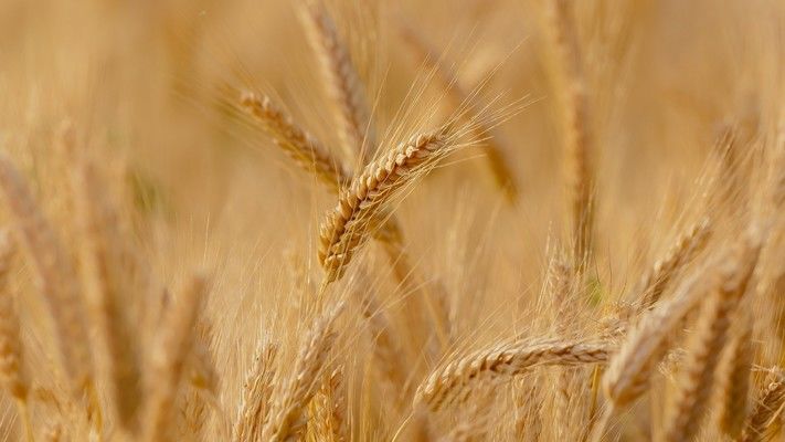 Експорт українських зернових з початку сезону наближається до 25 млн тонн