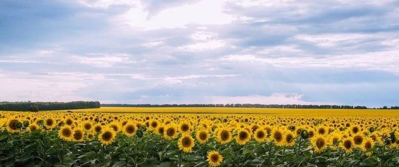 ЄС в поточному сезоні підвищив імпорт сої та соняшнику