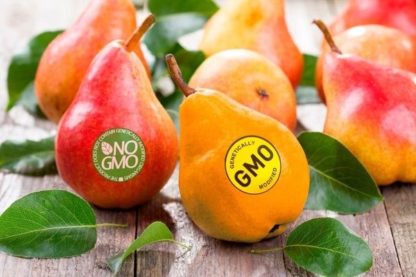 Штраф за ГМО: уряд хоче карати аграріїв за неправильне поводження з модифікованими організмами