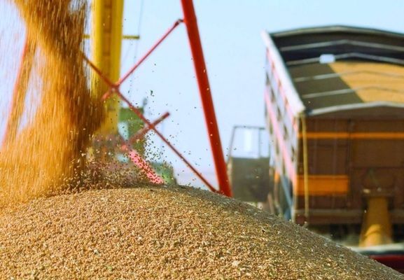 Росія знижує оцінку на експорт пшениці на 2020-21 роки