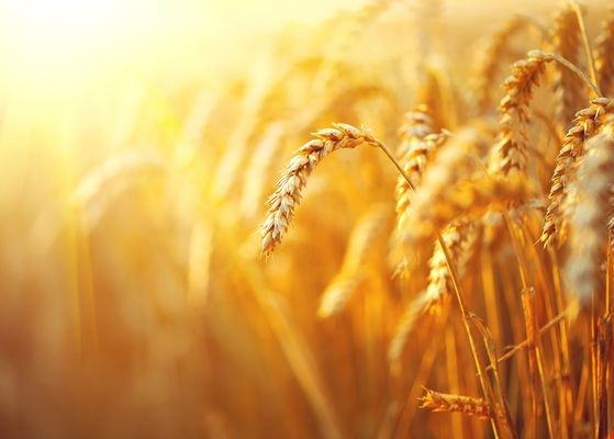 Експортні ціни на пшеницю в Україні зростають