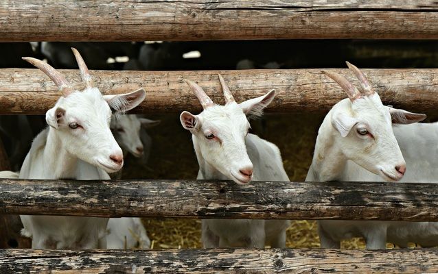 В Україні скорочується поголів’я кіз та овець