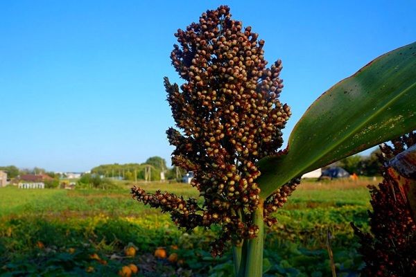 Українські виробники назвали альтернативну культуру традиційним зерновим