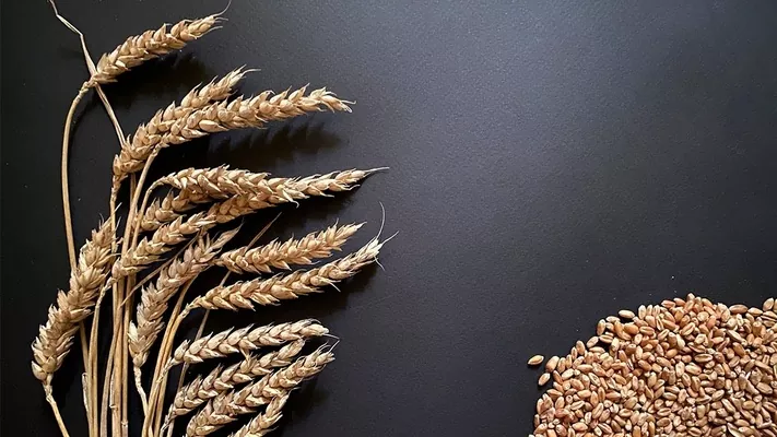 США: біржова пшениця потягнулася слідом за соєю та кукурудзою