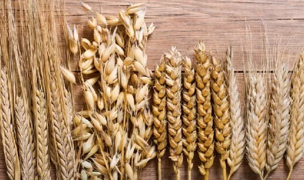 Ціни на зернові та олійні в Україні - огляд за 4-8 січня