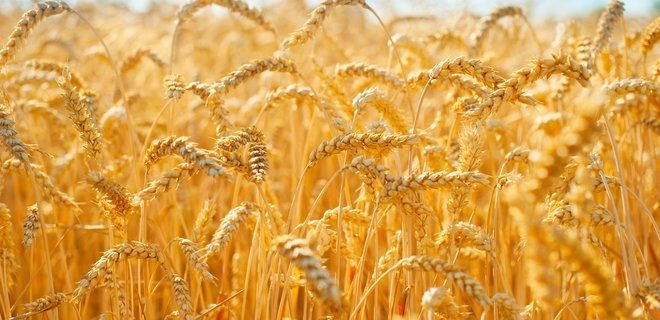 Експорт зерна в Україні скорочується