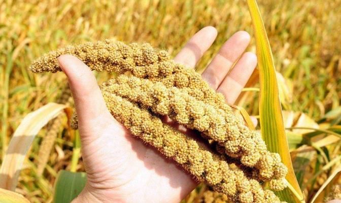 В Україні зростає частка посівного матеріалу вітчизняної селекції