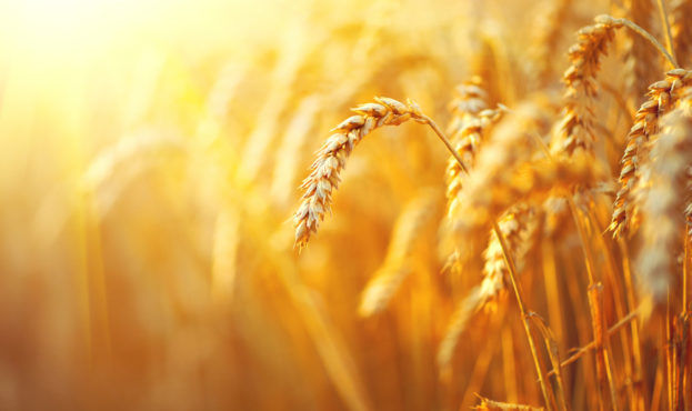 Експортні ціни на російську пшеницю різко зросли через мита