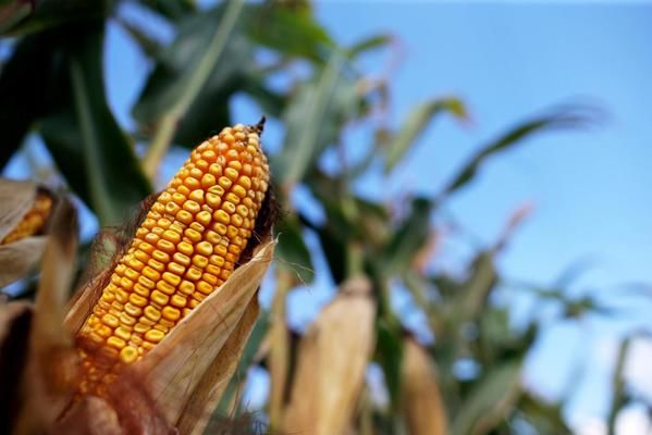 Аргентина відновила експорт кукурудзи