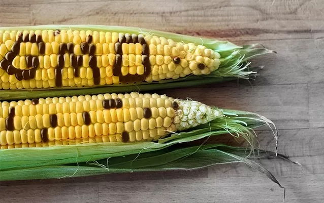 Китай схвалив два сорти ГМО кукурудзи на імпорт