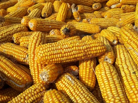 Китай різко підвищив прогноз імпорту кукурудзи в сезоні 2020/21
