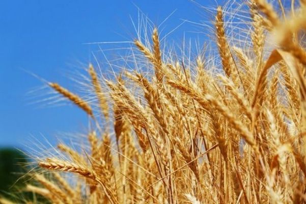 Ціни на пшеницю в портах України відновили історичний максимум