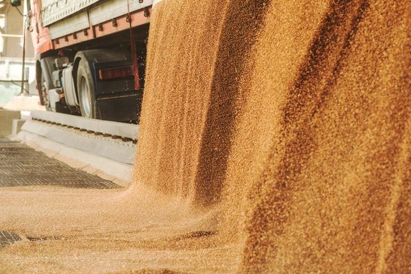 Туреччина оголосила тендер із закупівлі борошномельної пшениці