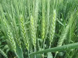 США збільшили обсяги посівів озимої пшениці