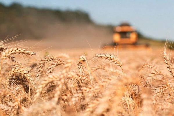 Мито на експорт російської пшениці хочуть підняти майже в 3 рази