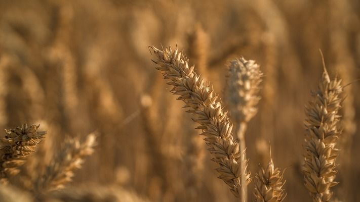 Експерти USDA дещо знизили прогноз урожаю пшениці в 2020/21 МР