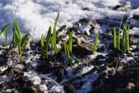 В Україні площі озимих зернових під урожай-2021 скоротилися на 400 тис га