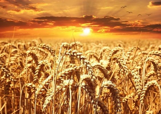Україна скорочує обсяги сільгоспвиробництва