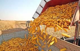 Об'єм експорту української кукурудзи на 3,5 млн тонн нижчий від торішнього
