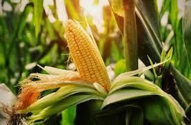 Граничний обсяг експорту кукурудзи визначили на рівні 24 мільйонів тонн - Мінекономіки