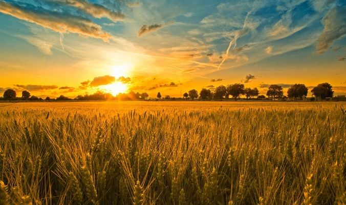 Аргентина розглядає варіанти обмеження експорту пшениці