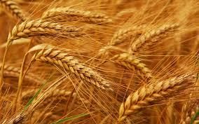 Україна експортувала 13 млн т пшениці з початку 2020/21 МР