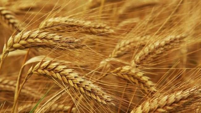 Euronext планує запустити торги ф'ючерсами української пшениці