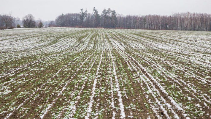 Гризунів злякали морози: експертизи звітують про фітосанітарний стан посівів