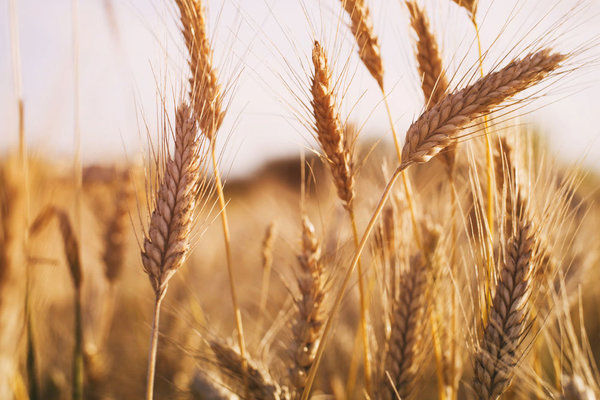 Урожай європейської пшениці в 2021/22 МР може збільшитися на 8%