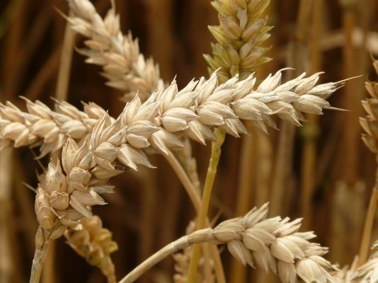 Обсяг експорту зернових культур з України скоротився майже на третину
