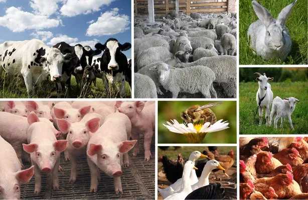 Вперше з 2007 року виробництво продукції тваринництва в агропідприємствах стало збитковим — експерт 