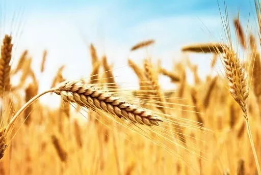 В Україні вирощуватимуть пшеницю за швейцарською технологією