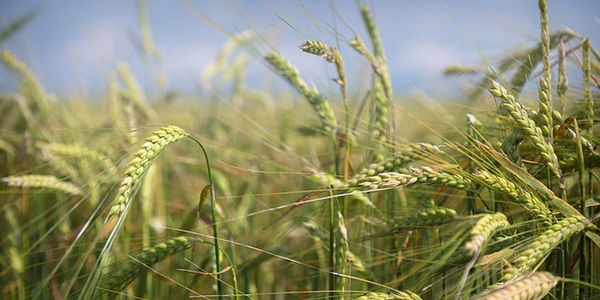 Експорт пшениці з Франції знижується другий місяць поспіль