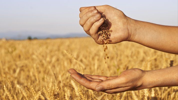 Україна з початку 2020/21 МР експортувала 29,5 млн т зерна