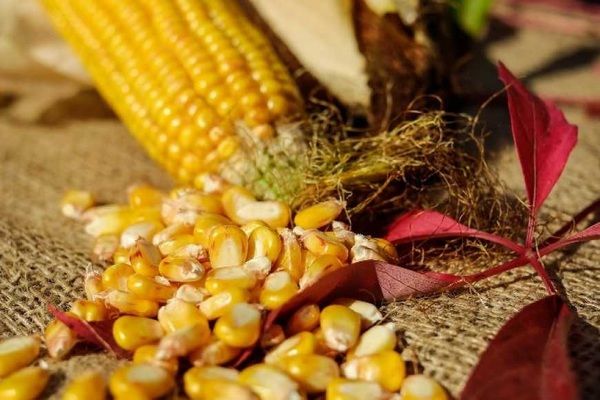 Експорт української кукурудзи в 2020/21 МР перевищив 12 млн тонн