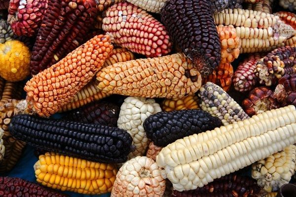 Китай може імпортувати рекордний обсяг кукурудзи