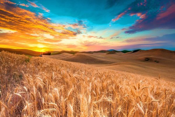 Франція в черговий раз підвищила прогноз експорту м'якої пшениці в країнах поза ЄС