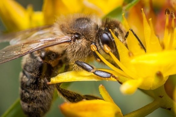 В Україні стартував проєкт Належна бджільницька практика